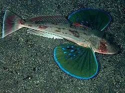 Chelidonichthys spinosus.