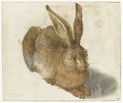 Joris Hoefnagel, Lièvre couché, tourné vers la droite, d'après Dürer, aquarelle et encre noire, 202&nbsp;×&nbsp;241&nbsp;mm, Paris, musée du Louvre, département des arts graphiques.