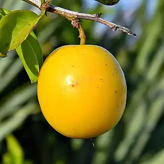 Fruit