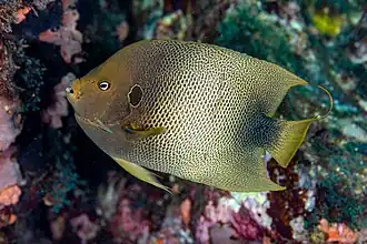 Description de l'image Holacanthus africanus.jpg.