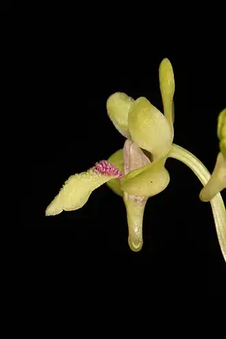 Description de l'image Holcoglossum phongii side view KPW.jpg.