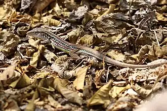 Description de l'image Holcosus septemlineatus.jpg.