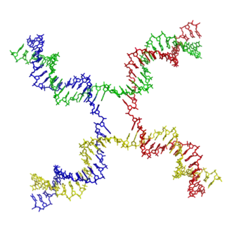 Jonction de Holliday (PDB&nbsp;3CRX).