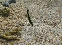 Un labre annelé (Hologymnosus annulatus) juvénile