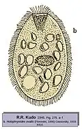 Holophryoides ovalis