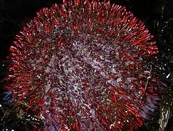 Holopneustes porosissimus