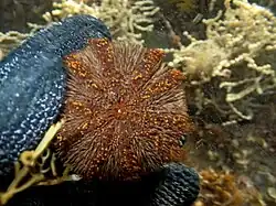 Holopneustes purpurascens