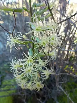 Holothrix grandiflora.