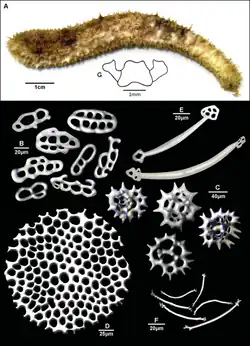 Holothuria pardalis.