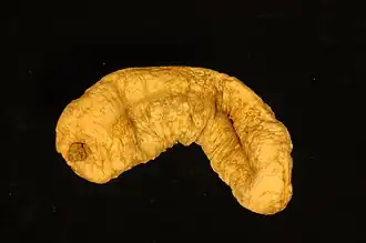 Holothuria austrinabassa