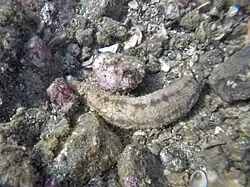 Holothuria zihuatanensis