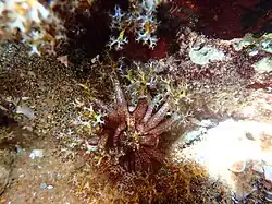 Gros-plan sur la bouche d'un spécimen sud-africain.