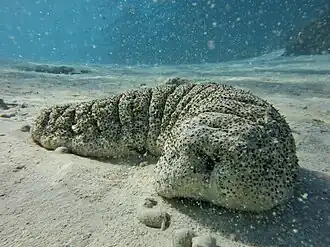 Une holothurie trompe d'éléphant (Holothuria fuscopunctata)