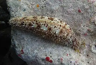 Holothuria pardalis