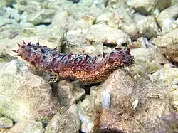 Holothurie tubuleuse (Holothuria tubulosa)