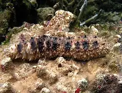 Holothuria verrucosa.