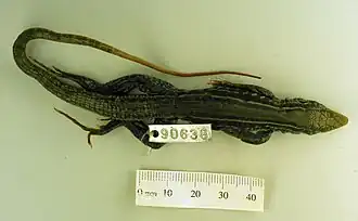 Description de l'image Holotype Ameiva chaitzami dorsal view full.jpg.