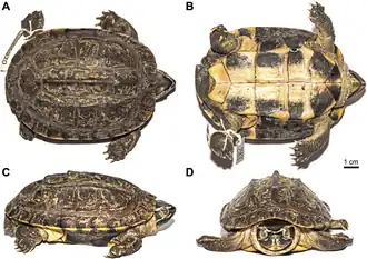 Malayemys khoratensis