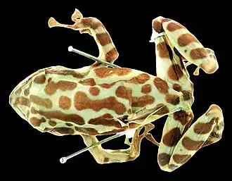 Description de l'image Holotype of Pristimantis ornatissimus, MNHNP 1906.264 (dorsal).jpg.