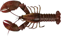 Homarus americanus