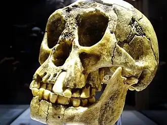 Le crâne d'Homo floresiensis, mis au jour dans la grotte de Liang Bua.