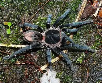 Description de l'image Homoeomma montanum female DSC09195 Photo RP Indicatti.jpg.