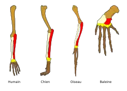 Homologie des membres antérieurs de vertébrés.