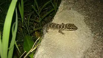 Description de l'image Homonota fasciata con comportamiento nocturno captada en el jardin de una casa.jpg.