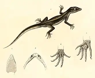 Description de l'image Homonota gaudichaudii 1847.jpg.