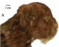 Tête et cou du spécimen momifié d'Homotherium latidens vus de profil.