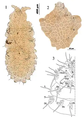 Description de l'image Honduranura centraliamericana (10.3897-zookeys.723.12258) Figures 1–3.jpg.