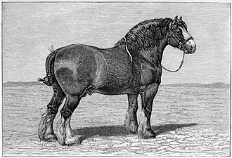 Gravure au trait d'un cheval vu de profil.