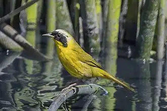 Description de l'image Hooded yellowthroat (Geothlypis nelsoni) Lerma.jpg.