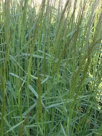 Description de l'image Hoog struisgras pluimen (Agrostis gigantea inflorescens).jpg.