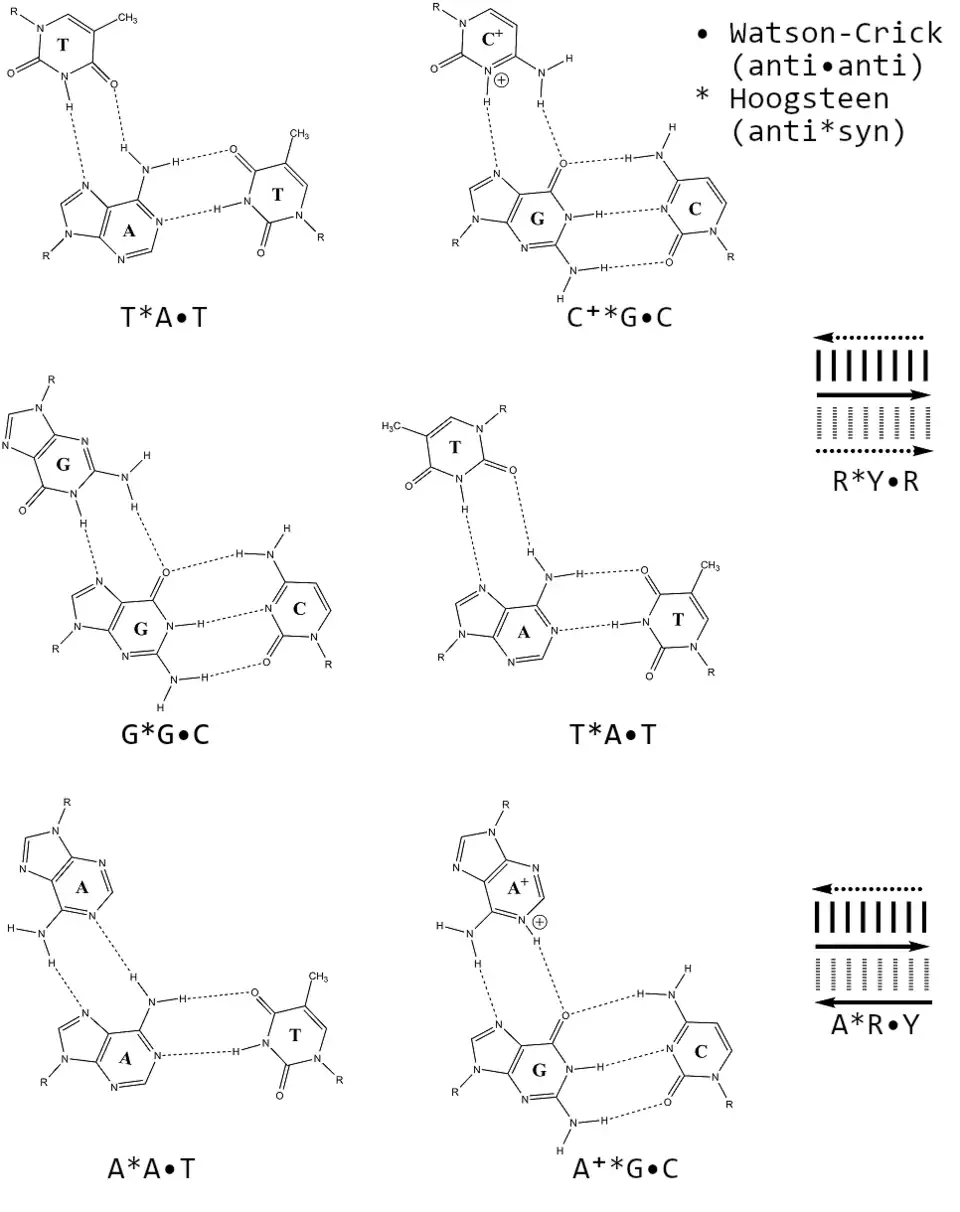 Appariements Hoogsteen et Watson-Crick entre trois bases.