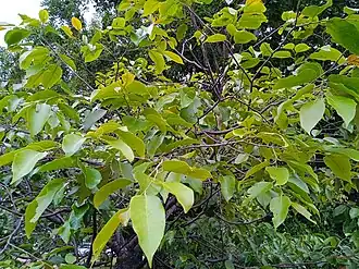 Description de l'image Hopea hainanensis at Taman Rekreasi Taman Sutera, Kajang 20230708 170131.jpg.