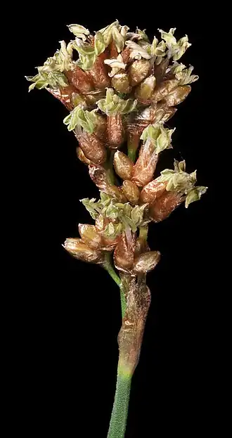 Description de l'image Hopkinsia anoectocolea (15432422921).jpg.