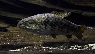 Hoplias malabaricus (Erythrinidae)