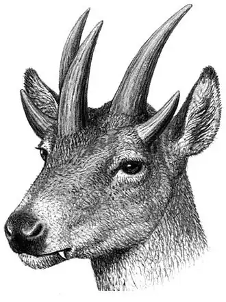 Reconstitution de Hoplitomeryx (Hoplitomerycidae)