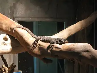 Description de l'image Hoplodactylus duvaucelii in Otorohanga Kiwi House.jpg.