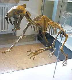 Hoplophoneus primaevus