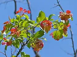 Feuilles et fruits(Parc national Kruger, Afrique du Sud).