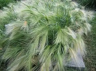 Description de l'image Hordeum jubatum 1-OB9.JPG.