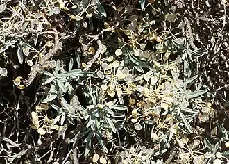 Hormathophylla macrocarpa fructifié