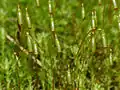 Sporophytes