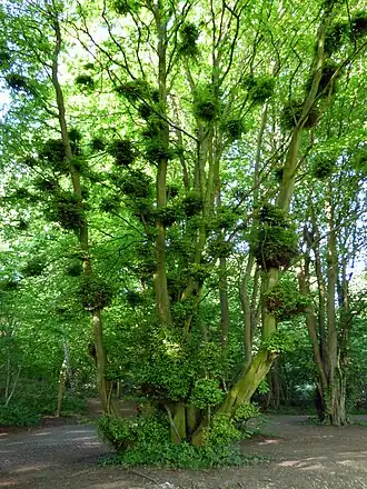 Description de cette image, également commentée ci-après