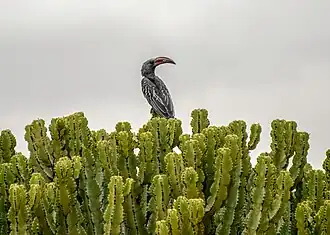 Calao de Hemprich(Lophoceros hemprichii),Somali-Masai.