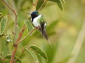 Description de cette image, également commentée ci-après
