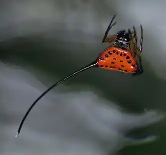 Gasteracantha arcuata (dont il manque l'épine latérale droite)