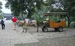 Attelage avec un petit cheval campé sur ses membres, les oreilles en arrière.